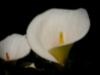 2013-2585