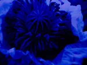 Poppy