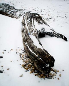 Tree5
